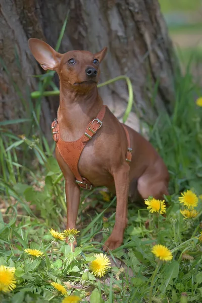 Miniaturowy Pinscher Nieobciętymi Uszami Parku Latem — Zdjęcie stockowe