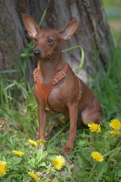 Yazın Parkta Kesilmemiş Kulakları Olan Minyatür Bir Pinscher — Stok fotoğraf