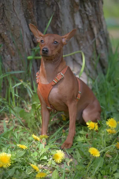 Miniaturowy Pinscher Nieobciętymi Uszami Parku Latem — Zdjęcie stockowe