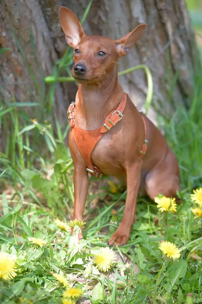 Miniatyr Pinscher Med Oskurna Öron Parken Sommaren — Stockfoto