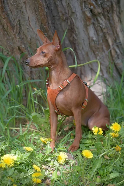 Μινιατούρα Pinscher Άκοπα Αυτιά Στο Πάρκο Καλοκαίρι — Φωτογραφία Αρχείου