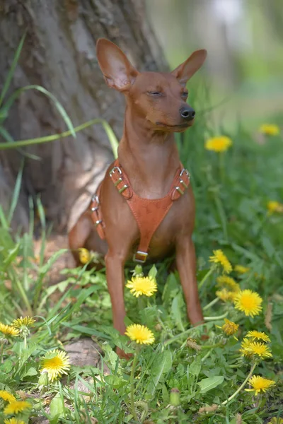 Miniaturowy Pinscher Nieobciętymi Uszami Parku Latem — Zdjęcie stockowe