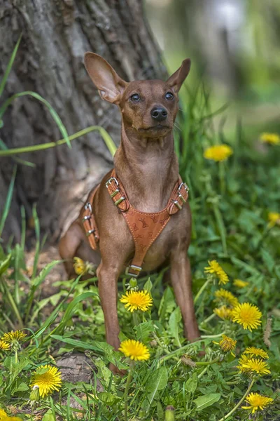 Miniaturowy Pinscher Nieobciętymi Uszami Parku Latem — Zdjęcie stockowe