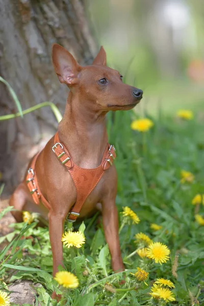 Pinscher Miniatura Con Orejas Sin Cortar Parque Verano —  Fotos de Stock