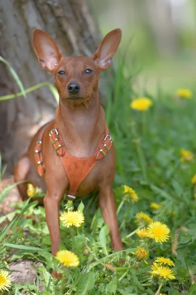 Miniaturowy Pinscher Nieobciętymi Uszami Parku Latem — Zdjęcie stockowe