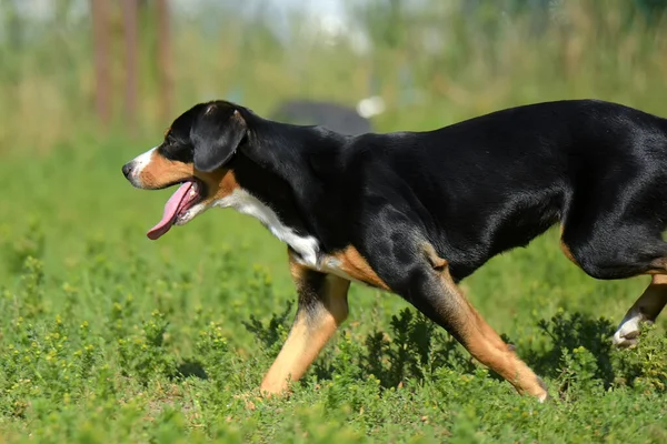 Entlebucher Ορεινό Σκυλί Τρέχει Καλοκαίρι Στο Πάρκο — Φωτογραφία Αρχείου