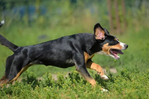 Entlebucher Dağ Köpeği Yazın Parkta Koşuyor — Stok fotoğraf