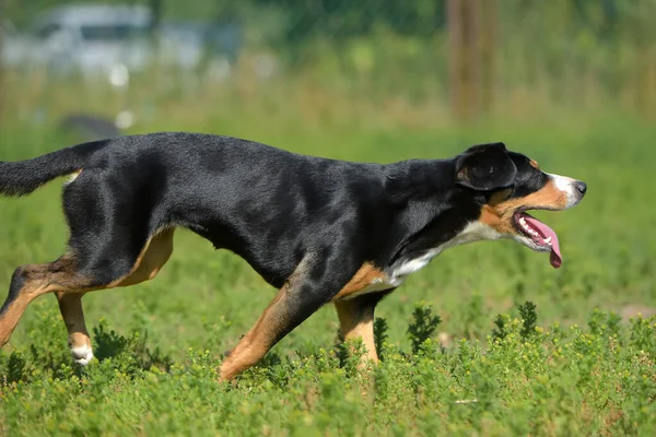 Entlebucher Ορεινό Σκυλί Τρέχει Καλοκαίρι Στο Πάρκο — Φωτογραφία Αρχείου