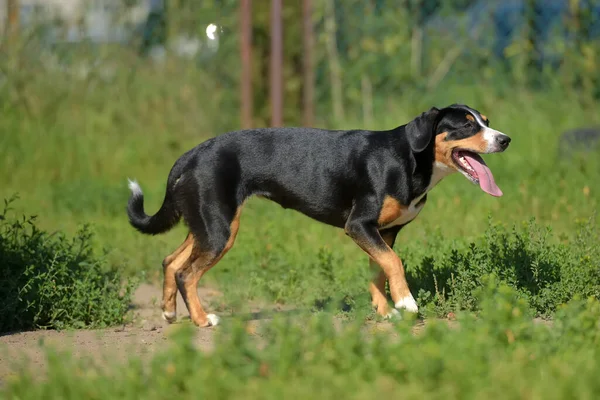 Entlebucher Ορεινό Σκυλί Τρέχει Καλοκαίρι Στο Πάρκο — Φωτογραφία Αρχείου