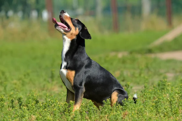 Entlebucher Ορεινό Σκυλί Τρέχει Καλοκαίρι Στο Πάρκο — Φωτογραφία Αρχείου