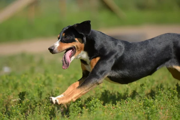 Гірський Собака Біжить Влітку Парку — стокове фото