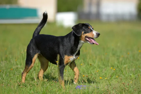 Entlebucher Cão Montanha Correndo Verão Parque — Fotografia de Stock