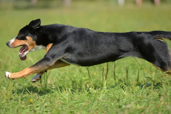 Entlebucher Dağ Köpeği Yazın Parkta Koşuyor — Stok fotoğraf