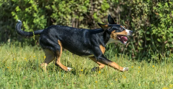 Гірський Собака Біжить Влітку Парку — стокове фото