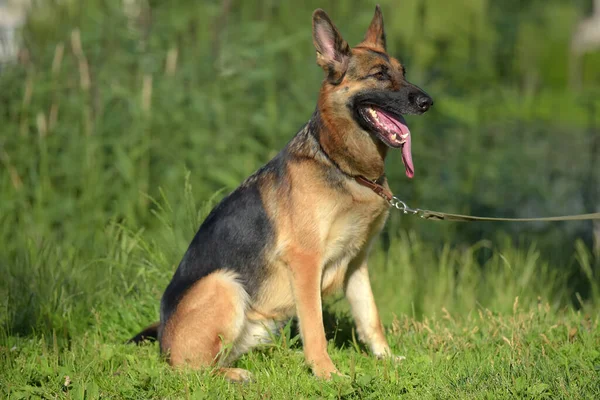 Alman Çoban Köpeği Yazın Parkta — Stok fotoğraf