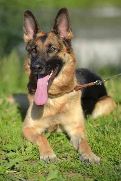 Berger Allemand Été Dans Parc — Photo