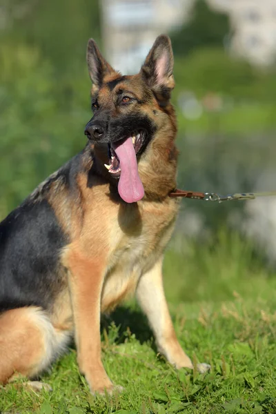 Berger Allemand Été Dans Parc — Photo