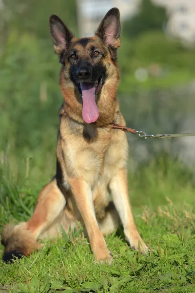 Berger Allemand Été Dans Parc — Photo