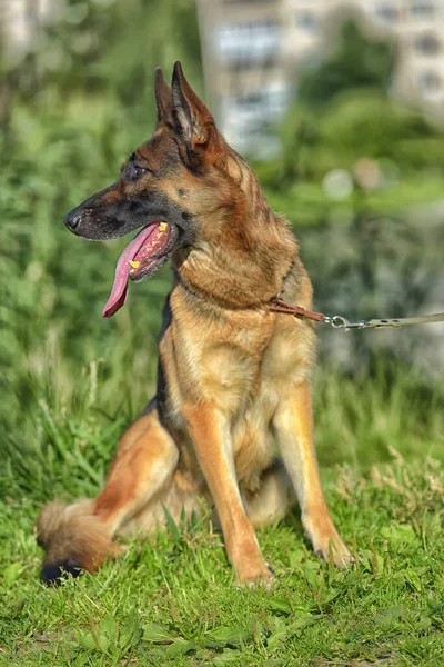 Alman Çoban Köpeği Yazın Parkta — Stok fotoğraf
