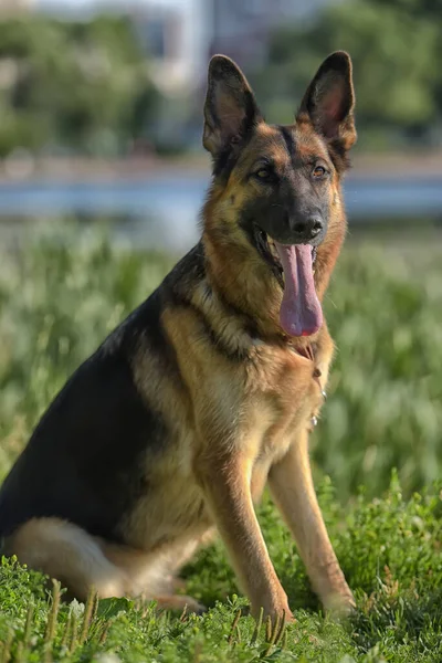 Alman Çoban Köpeği Yazın Parkta — Stok fotoğraf