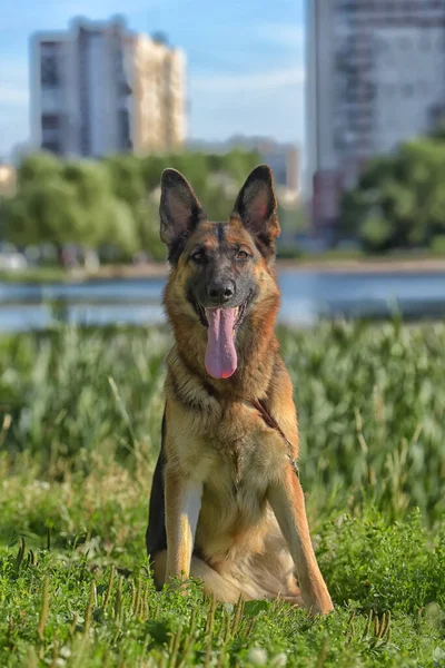 German Shepherd Summer Park — Stock Photo, Image