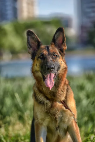 Duitse Herder Zomer Het Park — Stockfoto