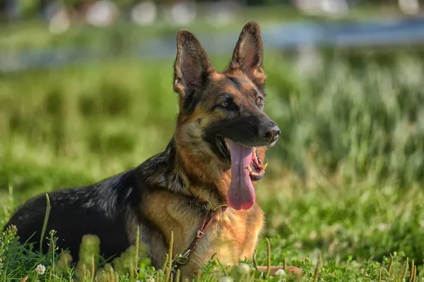 Tysk Herde Sommaren Parken — Stockfoto