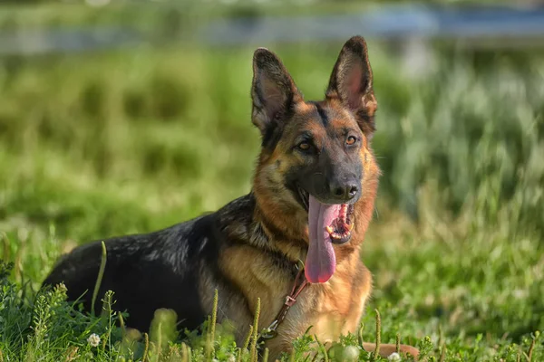 Alman Çoban Köpeği Yazın Parkta — Stok fotoğraf