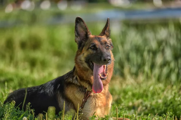 Duitse Herder Zomer Het Park — Stockfoto