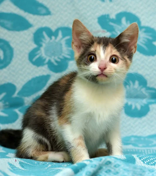 Anak Kucing Tricolor Pada Latar Belakang Biru — Stok Foto