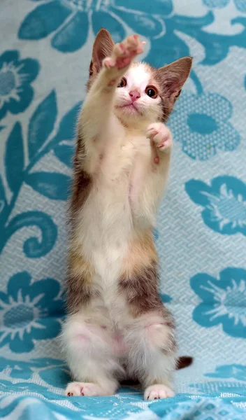 Tricolor Kitten Een Blauwe Achtergrond Speelt Staand Zijn Achterpoten — Stockfoto