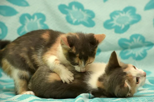 Two Tricolor Kittens Play Blue Background — Stock Photo, Image