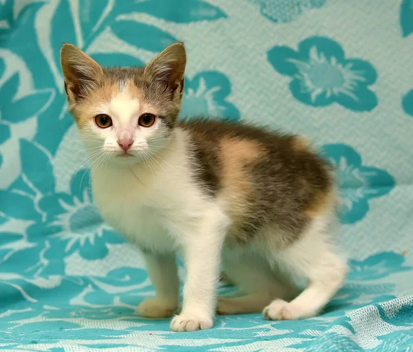 Tricolor Kitten Blue Background — Stock Photo, Image
