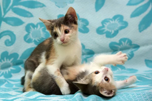 Twee Tricolor Kittens Spelen Een Blauwe Achtergrond — Stockfoto