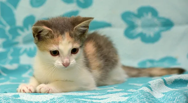 Tricolor Kitten Blue Background — Stock Photo, Image