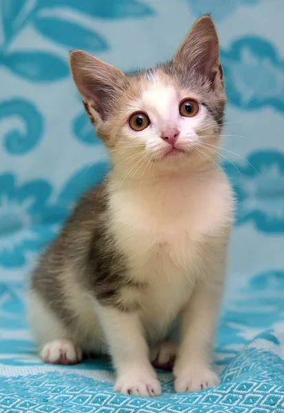 Tricolor Kitten Blue Background — Stock Photo, Image