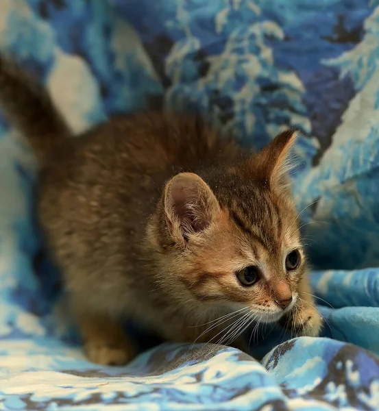 Mavi Arka Planda Sevimli Çizgili Kedi Yavrusu — Stok fotoğraf