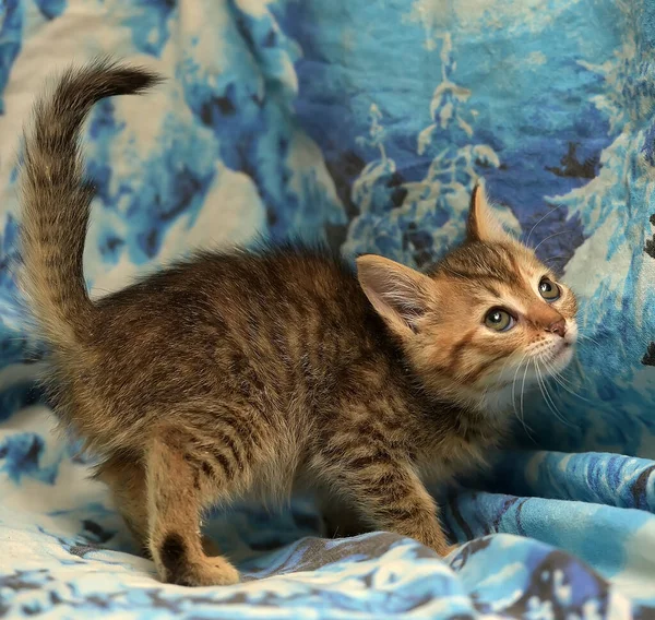 Mignon Chaton Rayé Sur Fond Bleu — Photo