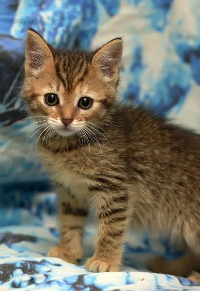 Mavi Arka Planda Sevimli Çizgili Kedi Yavrusu — Stok fotoğraf