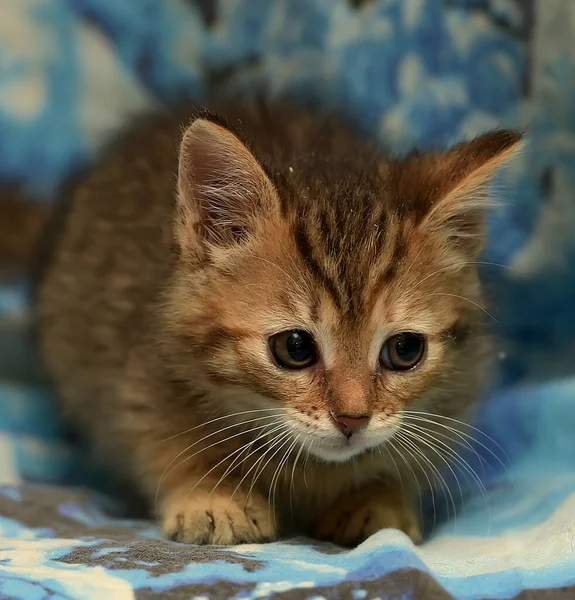 Schattig Gestreept Kitten Een Blauwe Achtergrond — Stockfoto