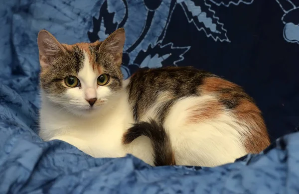 Tricolor Cat Blue Background Lies — Stock Photo, Image