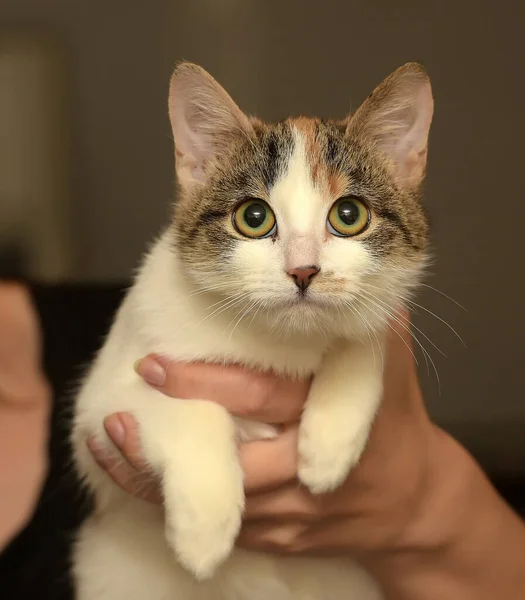 Trójkolorowy Kot Portrecie Dłoni — Zdjęcie stockowe