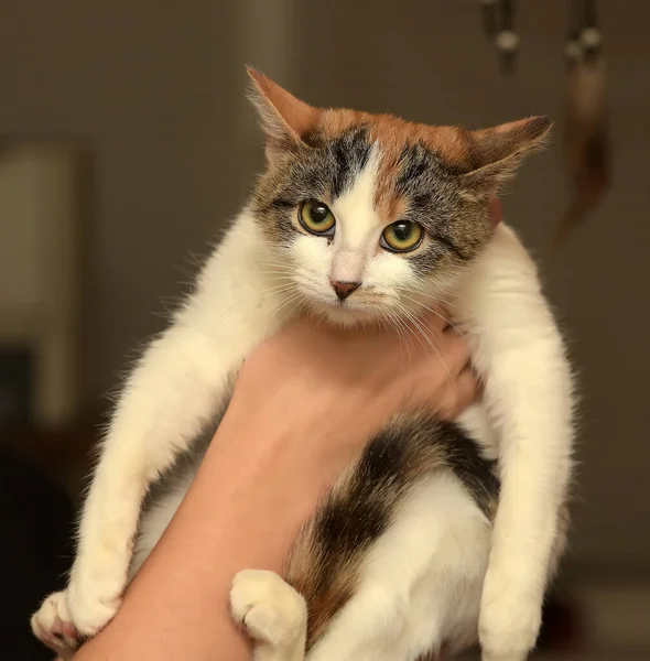 Trójkolorowy Kot Portrecie Dłoni — Zdjęcie stockowe