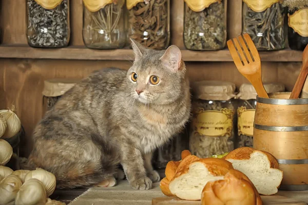 Gato Tabby Sentado Una Mesa Una Cocina Vintage — Foto de Stock