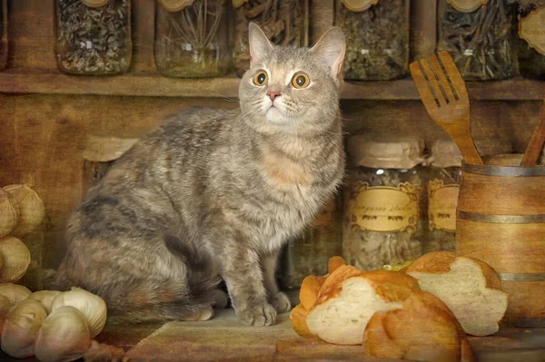 Gato Tabby Sentado Una Mesa Una Cocina Vintage — Foto de Stock