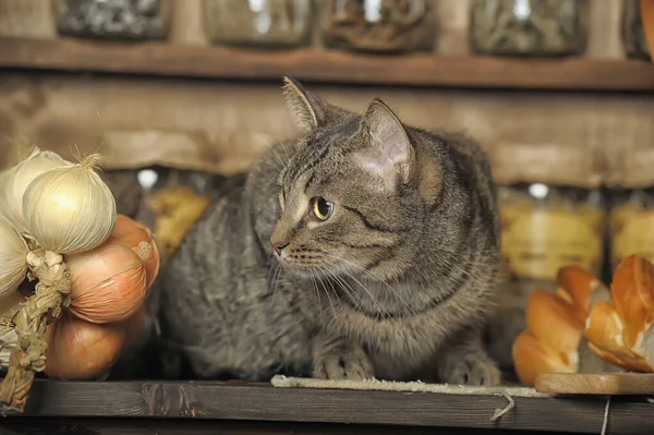 Gato Tabby Sentado Una Mesa Una Cocina Vintage — Foto de Stock