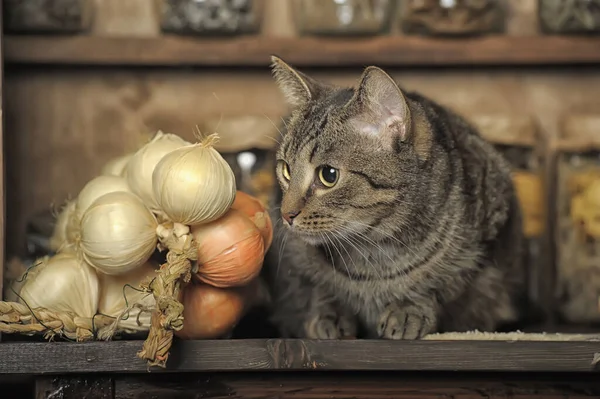Gato Tabby Sentado Una Mesa Una Cocina Vintage — Foto de Stock
