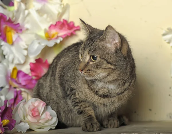 Tabby Kot Tle Kwiatami — Zdjęcie stockowe