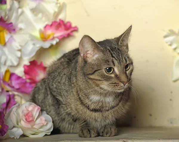 Tabby Kočka Pozadí Květinami — Stock fotografie