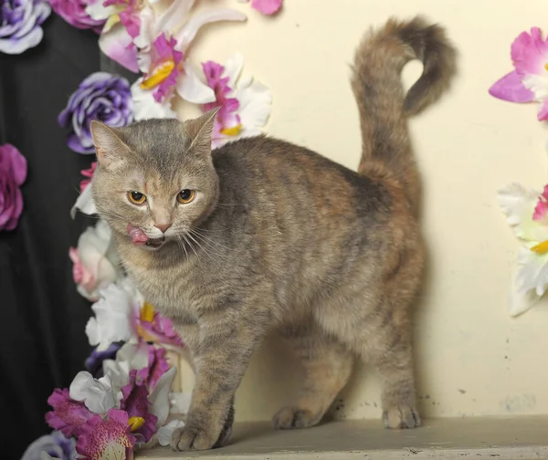 Tabby Γάτα Φόντο Λουλούδια — Φωτογραφία Αρχείου